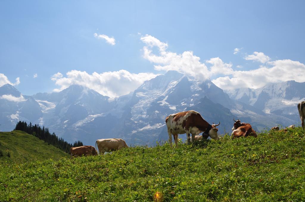 Chalet Bim Chilchli 뮈렌 객실 사진
